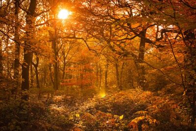 autumn是什么意思