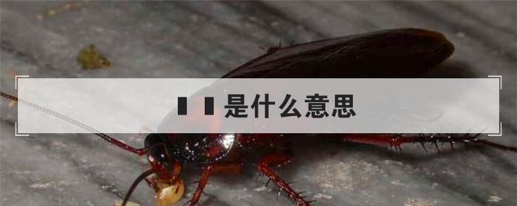 曱甴是什么意思