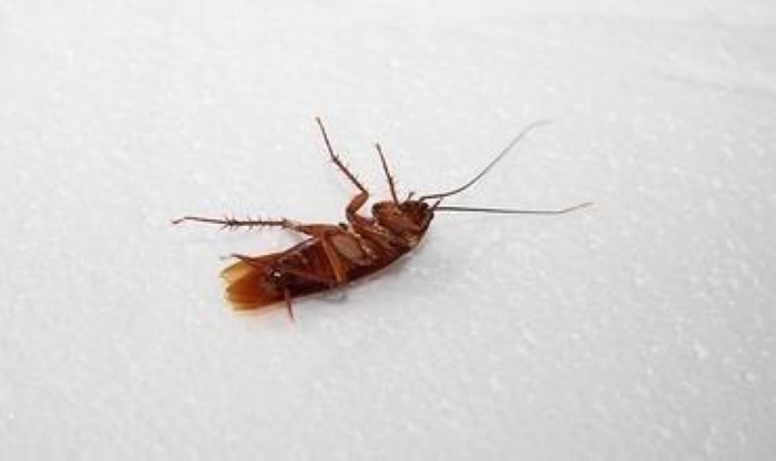蟑螂会飞嘛