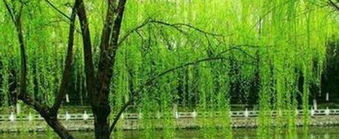 碧玉妆成一树高的妆是什么意思？