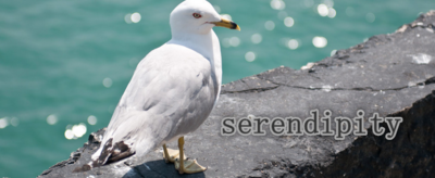 serendipity的寓意是什么？