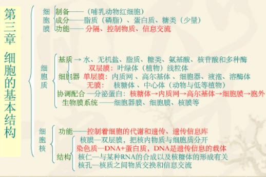 高中生物必修一网状思维导图