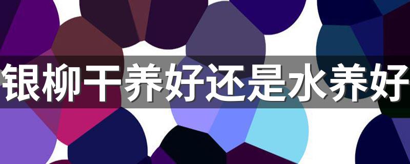 银柳干花的风水作用_银柳干养好还是水养好