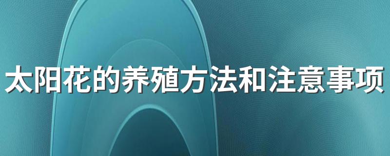 太阳花的养殖方法和注意事项介绍_太阳花的养殖方法和注意事项