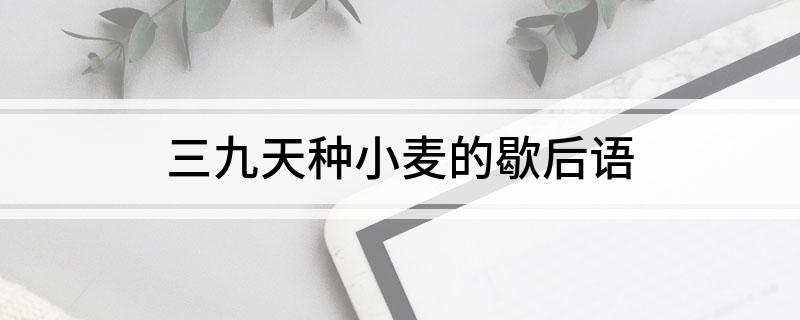 三九天种小麦的歇后语