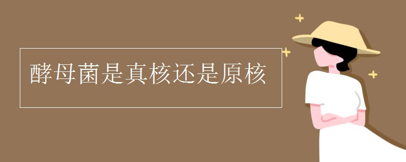 酵母菌是真核还是原核