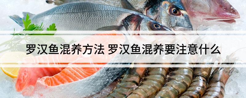 罗汉鱼混养方法(罗汉鱼混养要注意什么)