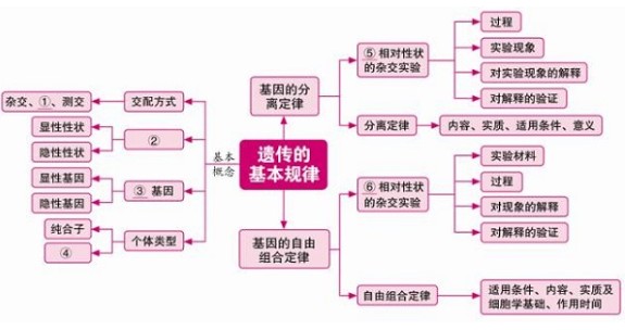 高中生物必修二知识框架图