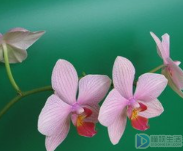 花中君子艳而香是什么花