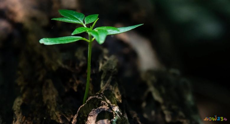 《活着》名句摘录