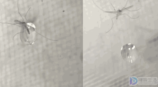 下雨天蚊子为什么不会被雨滴砸死呢