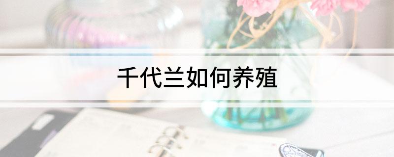 千代兰如何养殖