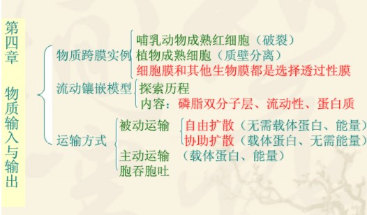 高中生物必修一网状思维导图