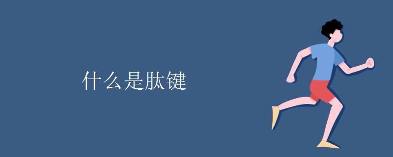 什么是肽键