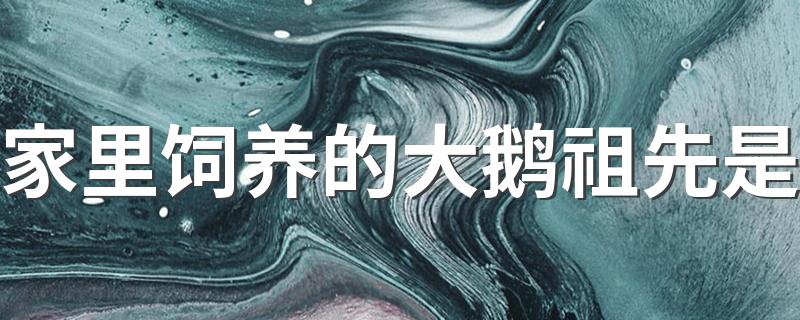 家里饲养的大鹅祖先是野雁_家里饲养的大鹅祖先是
