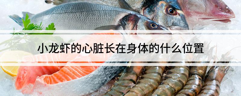 小龙虾的心脏长在身体的什么位置