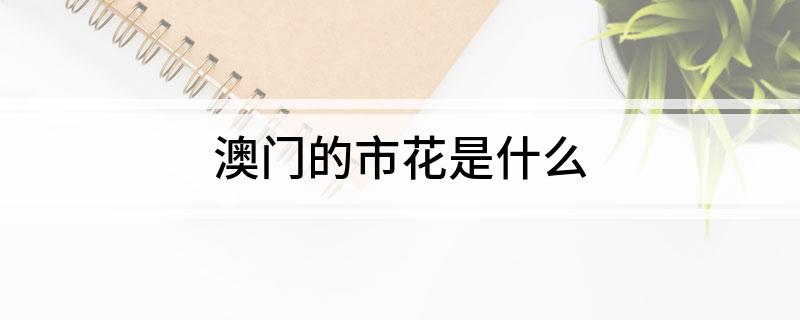 澳门的市花是什么