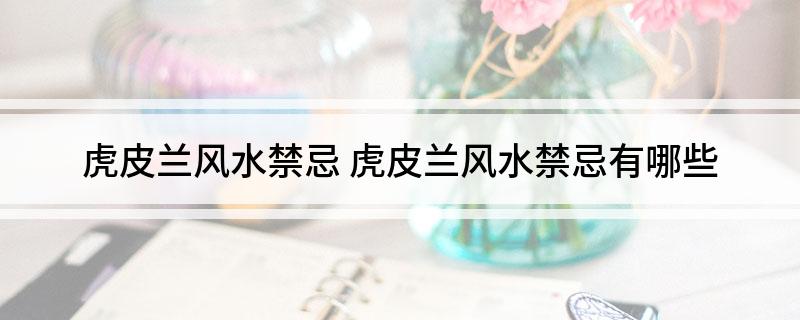 虎皮兰风水禁忌