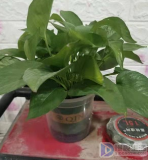 专业去除甲醛的方法