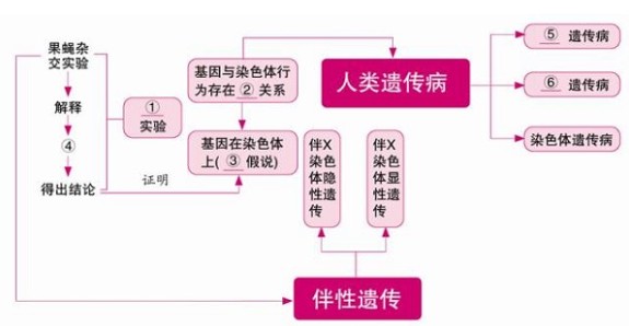 高中生物必修二知识框架图