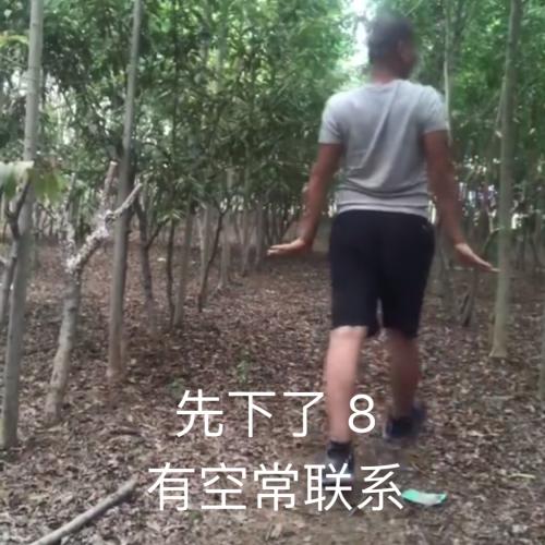 giao哥表情包大全