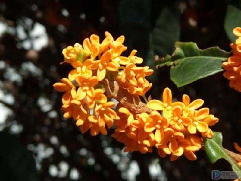 黄金桂花树养殖方法