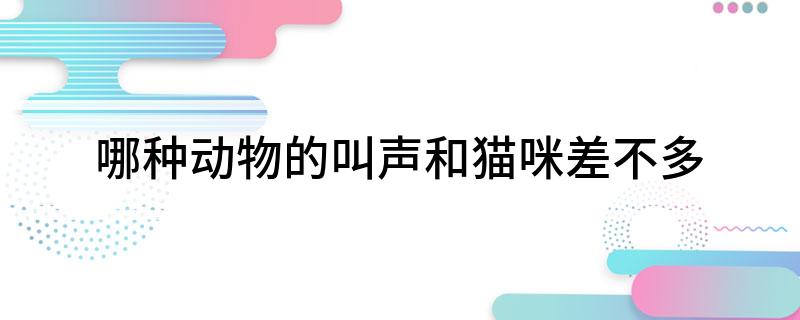 哪种动物的叫声和猫咪差不多(什么动物的叫声和猫咪比较像)