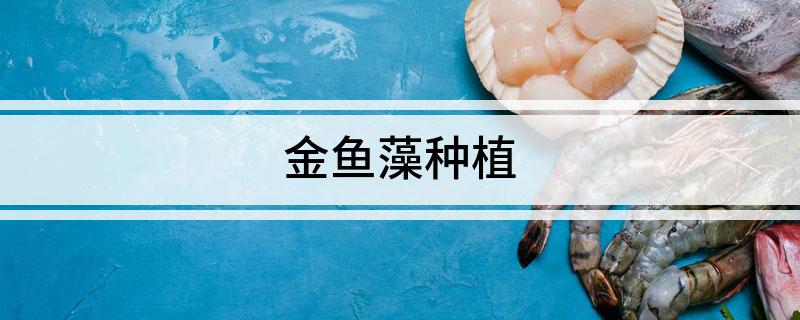金鱼藻种植