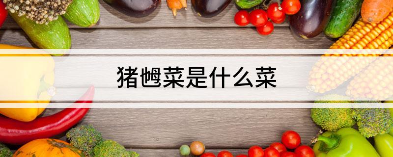 猪乸菜是什么菜