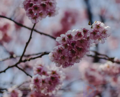 踏青节是什么意思