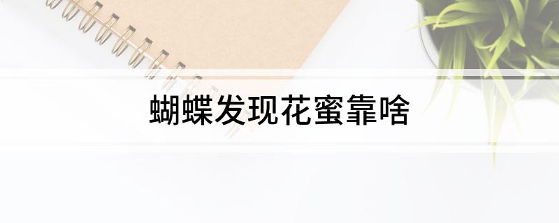 蝴蝶发现花蜜靠啥