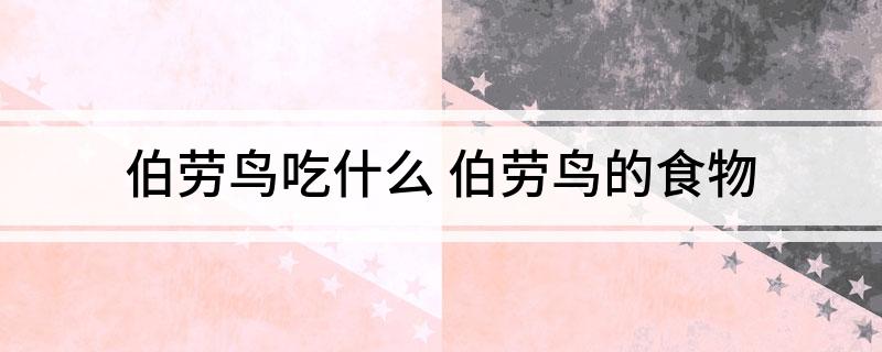 伯劳鸟吃什么(伯劳鸟的食物)