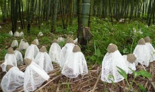 竹荪怎样种植(竹荪种植方法介绍)