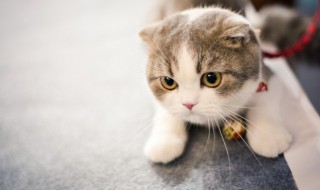 猫咪有什么品种(猫咪品种有哪些)