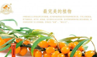 沙棘十大功效(促进身体健康)