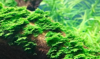莫斯水草的种植方法(莫斯水草如何种植)