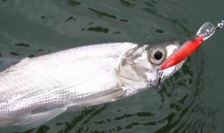 串钩挂泥鳅钓翘嘴技巧(一起来瞧瞧)