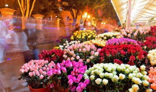 家里春节适合买什么花(家里春节适合买哪些花)