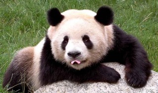 中国大熊猫分布在哪里(中国大熊猫的简介)