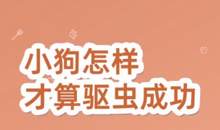 小狗怎样才算驱虫成功(观察便便很重要)