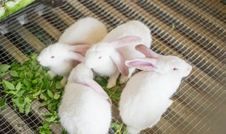 小白兔的资料(小白兔资料介绍)