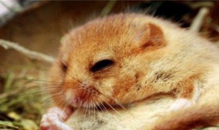 冬眠的动物有哪些(15种冬眠的动物盘点)