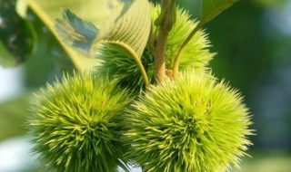 栗子花香是什么意思(栗子花香的含义)