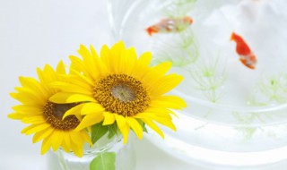 向阳花的寓意和花语(关于向阳花的寓意和花语介绍)