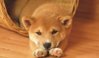 怎样养殖肉狗(如何养殖肉狗)