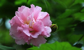 成都的市花是什么(哪种花是成都的市花)