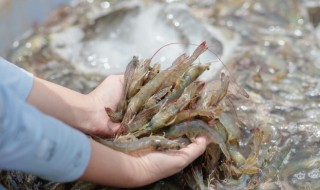 分享几点做海鲜生意的经验(关于做海鲜生意的经验)