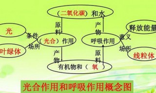 光合作用和呼吸作用是什么(光合作用和呼吸作用的区别是什么)