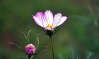 孤芳自赏什么意思(孤芳自赏的含义)