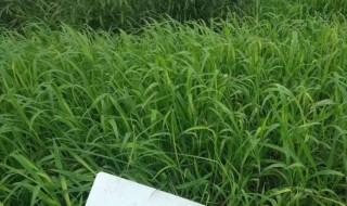 马唐草功效与作用(马唐草介绍)